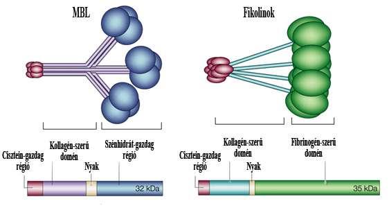 során keletkeznek. Az anafilatoxinok nagyon potens kemoattraktánsok a granulociták és monociták számára. A komplement aktiváció kimenetele rendkívül fontos tényező a gyulladás szabályozásában.