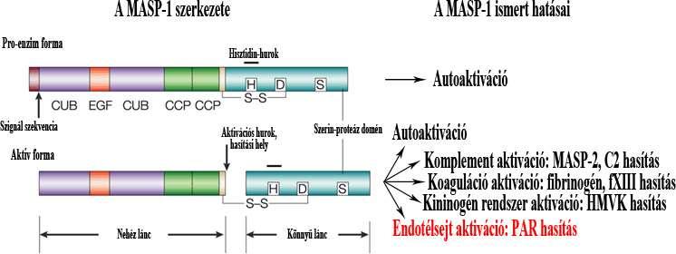 2. Ábra: A zimogén és az aktivált MASP-1 doménszerkezete és ismert funkciói. A MAp44 fehérje is a MASP1 gén terméke.