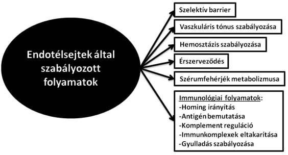 2.3 AZ ENDOTÉLSEJTEK Az endotélsejtek barriert képeznek a vér és a szövetek között, valamint számos fiziológiás és patológiás folyamat szabályozásában részt vesznek.