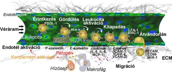 E- és a P-szelektin az endotéleken jelenik meg proinflammatorikus illetve protrombotikus stimulus hatására.