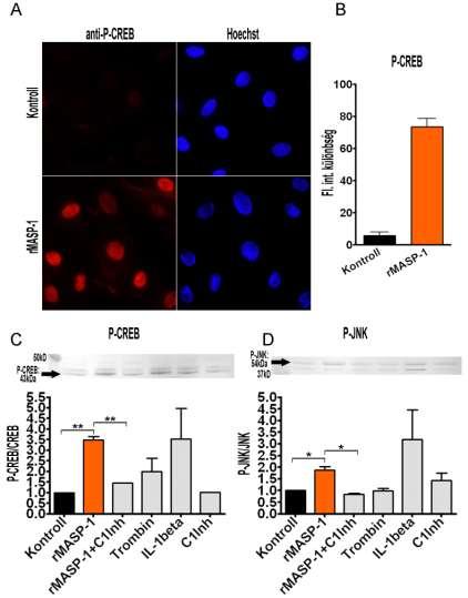8. Ábra: A rekombináns MASP-1 kezelés aktiválja a CREB és JNK szignáltranszdukciós útvonalakat HUVEC sejteken.