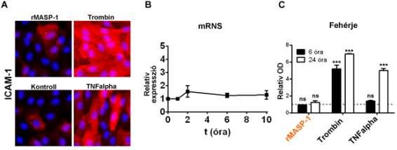 A kezelés után fixáltuk a sejteket 1:1 metanol-acetonnal 10 percig szobahőmérsékleten a fluoreszcens mikroszkópos és a sejtes ELISA mérésekhez, majd mosás után jelöltük 1:500-ban hígított egér