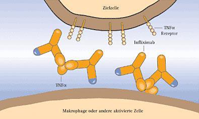 Infliximab (Remicade, Inflectra) Szolubilis TNF-alfa kiméra, monoklonális IgG1 antitest 5 mg/ttkg inf. 0, 2, 6.