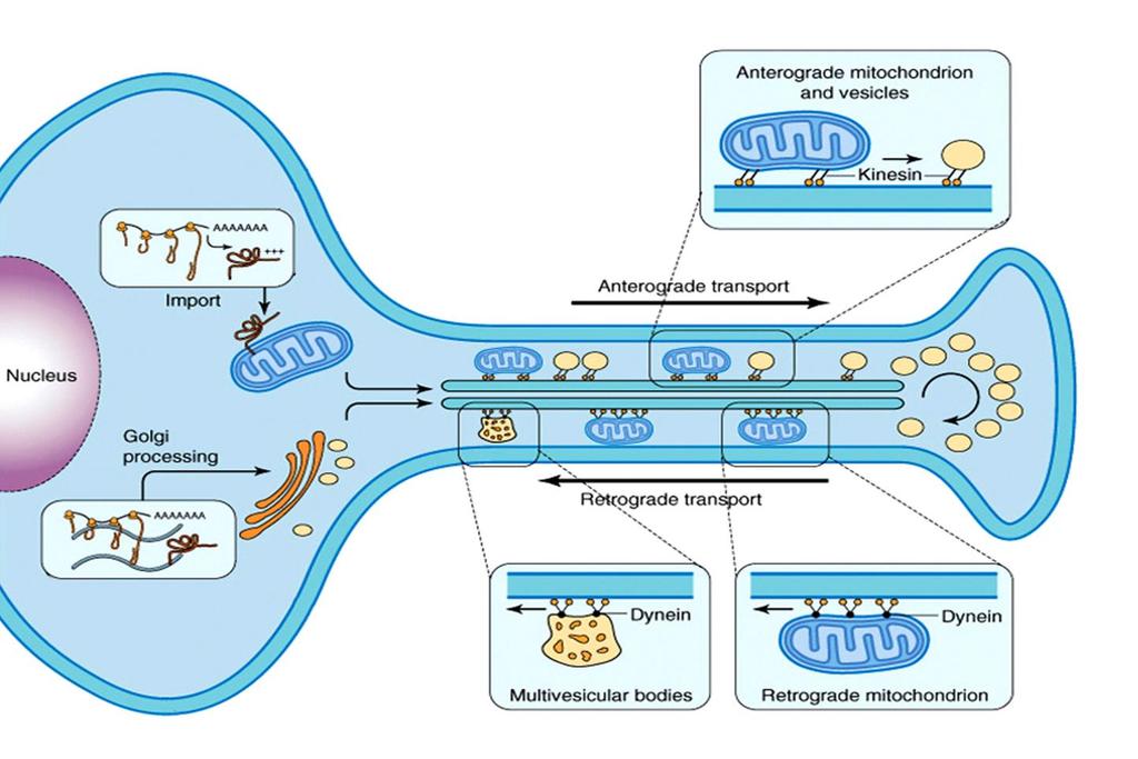 NEUROPEPTIDEK AXONÁLIS TRANSZPORTJA Brady ST, Siegel GJ, Albers RW, Price DL