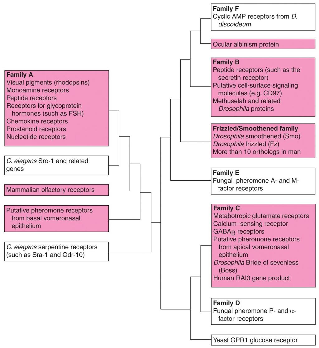 NEUROPEPTIDEK RECEPTORAI