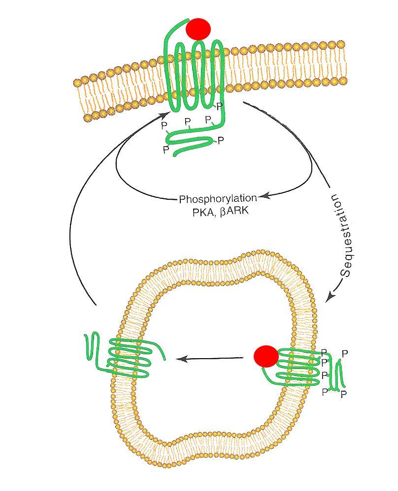 NEUROPEPTIDEK