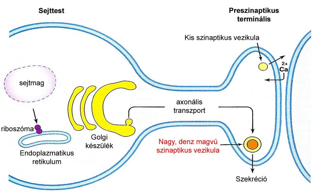 NEUROPEPTIDEK FELHALMOZÓDÁSA PRESZINAPTIKUS TERMINÁLISOKBAN A neuropeptidek nagy, denz magvú szinaptikus vezikulában (large dense core