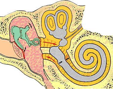 Endo- és perilympha Perilympha: kitölti a csontos labyrinthust a hártyás körül; mechanikai p védelem a periosteum mikroerei termelik fenestra vestibuli fenestra rotunda p e e e p a ductus