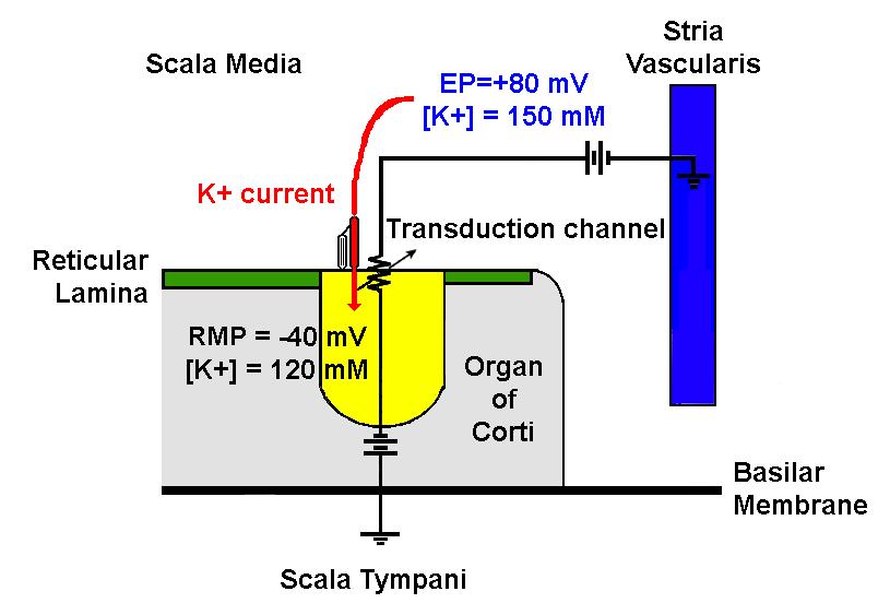 Inger hatására az EP révén a K + a gradiens irányában a receptor sejtekbe áramlik (szőrsejt), (120mM K +, -40mV)-depolarizáció Az extrém nagy hajtóerő miatt a halló