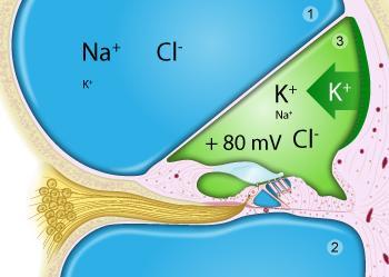 stria vascularis Stria vascularis az endolympha termelése a ductus cochlearisban ZO ZO GJ potenciál K + konc.