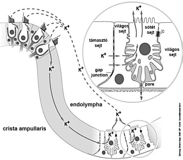 Endolympha keletkezése és K + ion transzport a félkörös