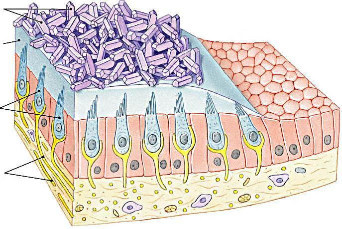A macula felépítése Érzékhám: otolith kristályok fehérje, CaCO 3 otolithmembrán kocsonyás anyag glikoproteinek szőrsejtek apicalis ciliumok, támasztósejtek fogják közre, nem érik el a l.