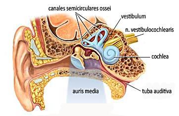 Belső fül-auris interna Elhelyezkedés: A halántékcsont sziklacsonti (os temporale, pars petrosa) részében.