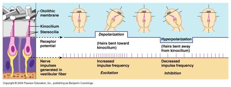 A szőrsejtek aktivitási mintázatai Resting impulse frequency Resting impulse frequency Resting impulse frequency Sztereocílium: szőrsejtenként 30-300
