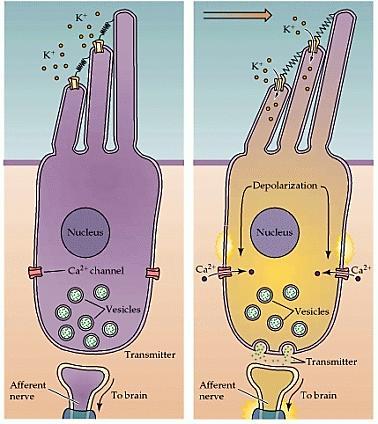 Típusú szőrsejt: palack alakú, henger alakú, striolahoz közel található, extrastriolaris, kehelyszerű (calyx) kis bouton synapsisok, idegvégződés, 1