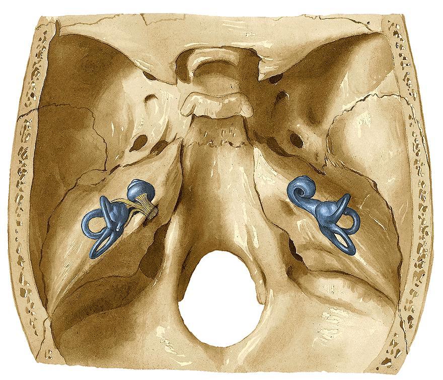 fenestra vestibuli canales semicirculares ossei Labyrinthus osseus nervus