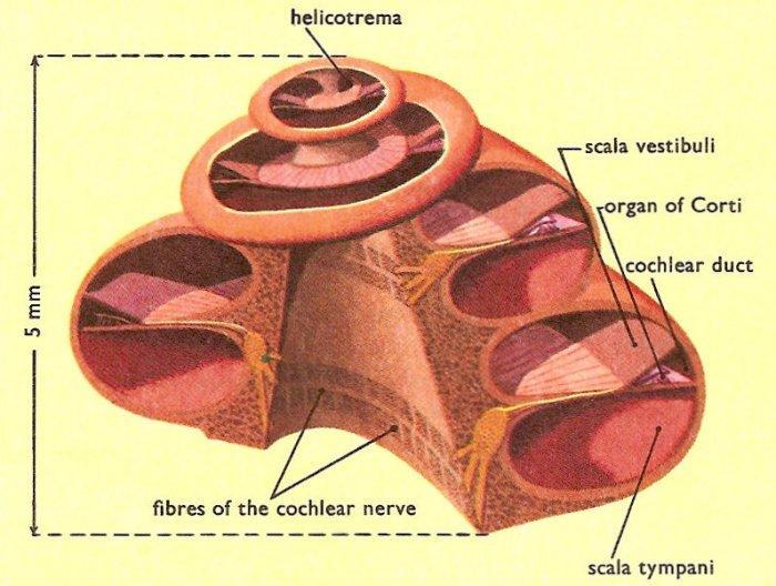 Cochlea : scala vestibuli és tympani összenyilik 2 3/4 fordulat hamulus laminae spiralis Organon spirale