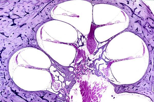 Cochlea canalis spiralis cochleae m: modiolus: canales longitudinales egy nagyobb, több kisebb