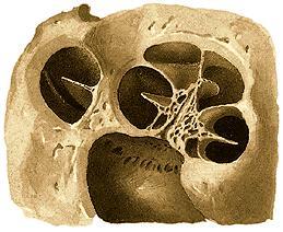 cochlaris canales spiralis modioli; ganglion spirale m m scala vestibuli * scala tympani * *: