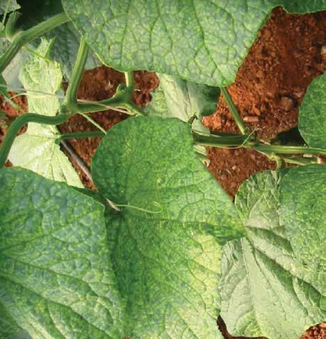 zöldbab, a Malvella leprosa vagy a Physalis acutifolia. A tünetek elsőként az idősebb leveleken az erek közötti pettyekkel kezdődnek, amelyek idővel az egész növényen szisztemikussá válnak.