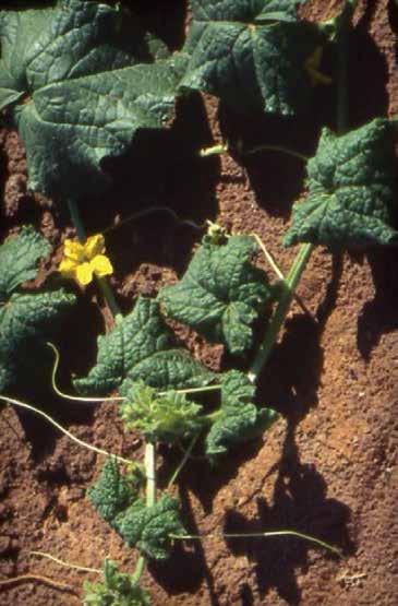 (Bob Gilbertson jóvoltából) Squash mild leaf curl virus (a tök enyhe levélsodródása) SMLCV Közép-Amerika, Egyiptom, Mexikó, Közép-Kelet, USA (Arizona, Kalifornia,