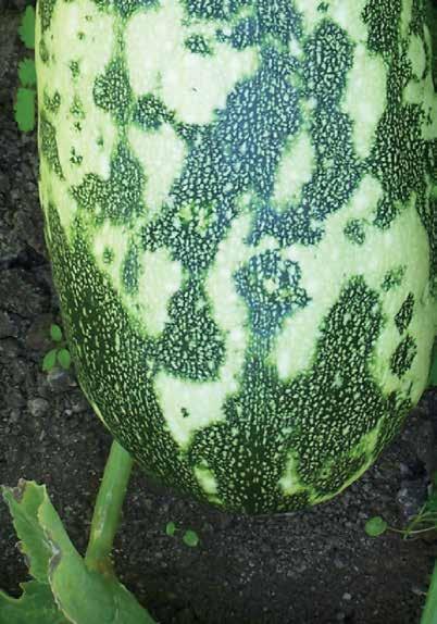 A vegetációs időszak elején bekövetkező fertőzés gyenge terméskötést eredményezhet, a szezon végi fertőzés pedig deformált, foltos terméshez vezet.