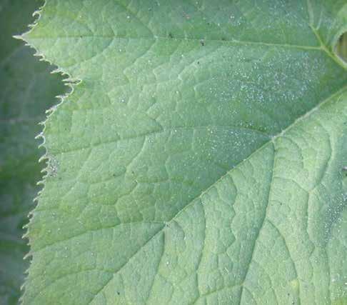 VÍRUSOS BETEGSÉGEK TÖK MOZAIKVÍRUS KÓROKOZÓ Tök mozaikvírus (SqMV) VEKTOR Csíkos uborkabogár (Acalymma spp.) Foltos uborkabogár (Diabrotica spp.