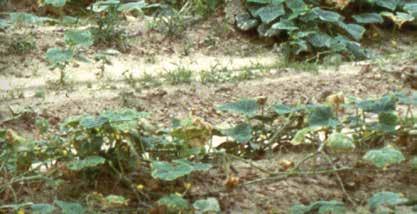A fonálférgek a fertőzött öntözővízzel, a fertőzött talaj mozgatásával és fertőzött növényi anyagokkal