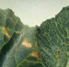 Benszulfuron-metil: Súlyos törpülést okozhat, a növények hajtáscsúcsi növekedése leáll.