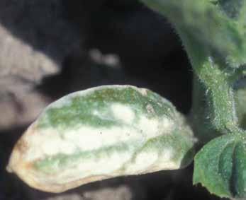 A termésen apró léziók alakulhatnak ki, mely az epidermisz