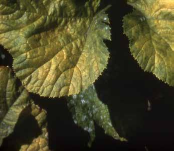 Az alternatív gazdák között olyan növények találhatók, mint a saláta (Lactuca sativa) és a takarmányrépa (Beta vulgaris).