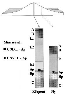 202 PETÔ Á., BUCSI T. 1. táblázat A mintavétel pozíciója a halomfelszínen és mélysége a halomtestben Table 1.