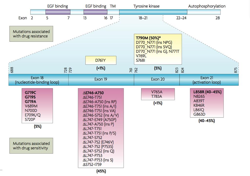 There are many different types of EGFR mutation Resistant