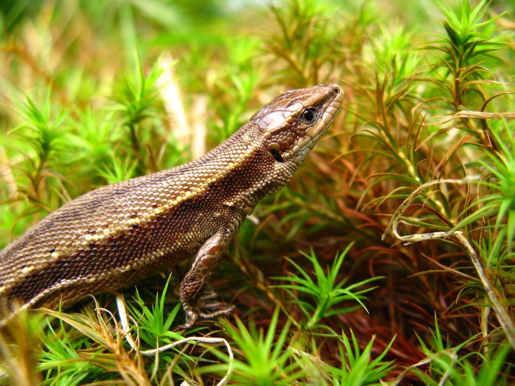 klád, VH= F klád). 7.