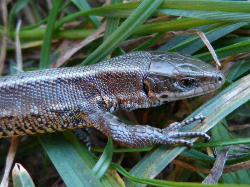 Ábra: Elevenszülő gyík (Zootoca vivipara,