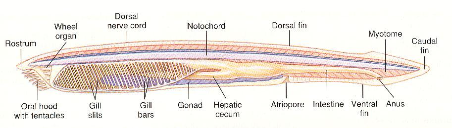 FEJGERINCHÚROSOK vagy KOPONYÁTLANOK (CEPHALOCHORDATA vagy ACRANIA) törzse európai lándzsahal (Branchiostoma