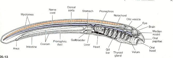 A tengeri