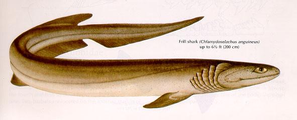 Chlamydoselachiformes Chlamydoselachidae - galléroscápa-félék (frill shark) Egyetlen faj: Chlamydoselachus anguineus, a
