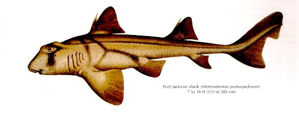 Heterodontiformes - Különbözőfogú cápaalakúak Heterodontidae - különbözőfogú-cápafélék (bullhead shark) Heterodontus
