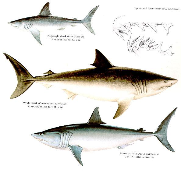 Squaliformes Lamnidae heringcápafélék Lamma nasus - heringcápa 150-300 cm, világszerte, mérsékeltövi vizekben Charcharodon charcharias