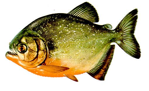 Characidae - pontylazac-félék Serrasalmus