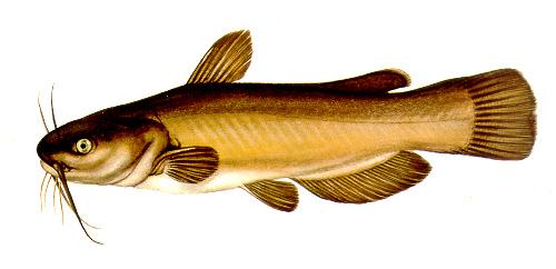 Ictalurus nebulosus - törpeharcsa