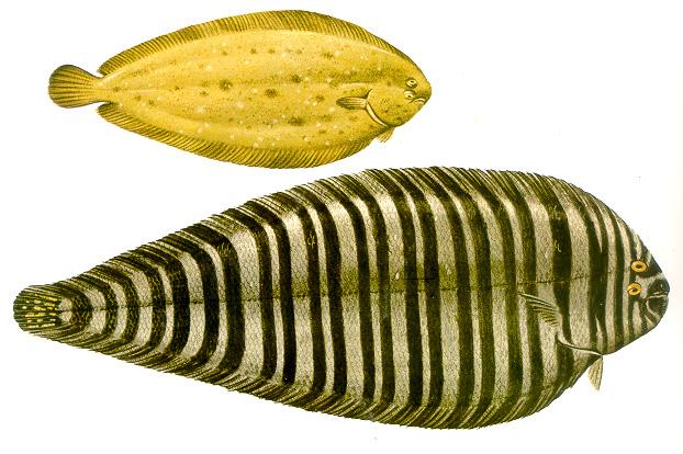 Pleuronectiformes Soleidae