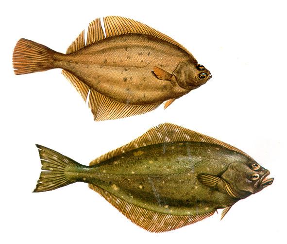 Pleuronectidae - righteye flounders Pseudopleuronectes