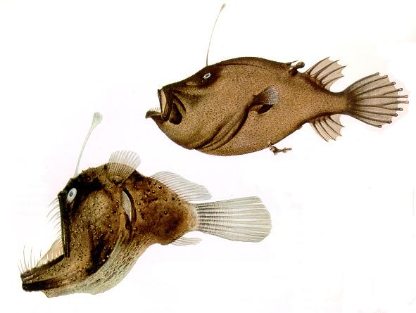 Ceratiidae - mélytengeri lámpáshal-félék