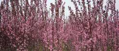 years, our supply of ornamental trees, shrubs and
