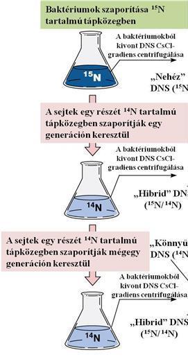 A DNS szerkezete és replikációja mindkét szál mintaként (templátként) szolgálhat egy új szál szintéziséhez, aminek során az eredetivel és egymással megegyező molekulaszerkezetek jönnek létre.