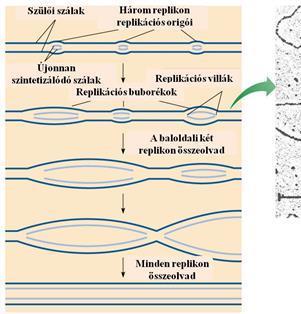 Általános genetika Veronika, Deák - PDF Ingyenes letöltés