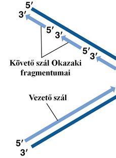 A DNS szerkezete és replikációja 3.7. A replikáció további enzimei A DNS-polimerázok a szálszintézist elkezdeni nem tudják, csak folytatni.