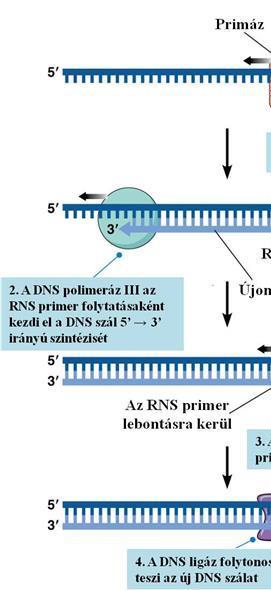 A DNS szerkezete és replikációja A kettős hélix széttekerését a helikázok végzik a hidrogénhidak bontásával.